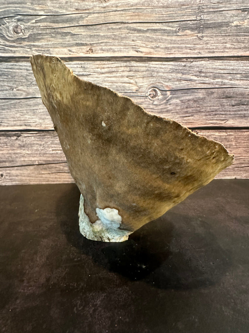 Cup Coral (Natural) 14x9x8.5"