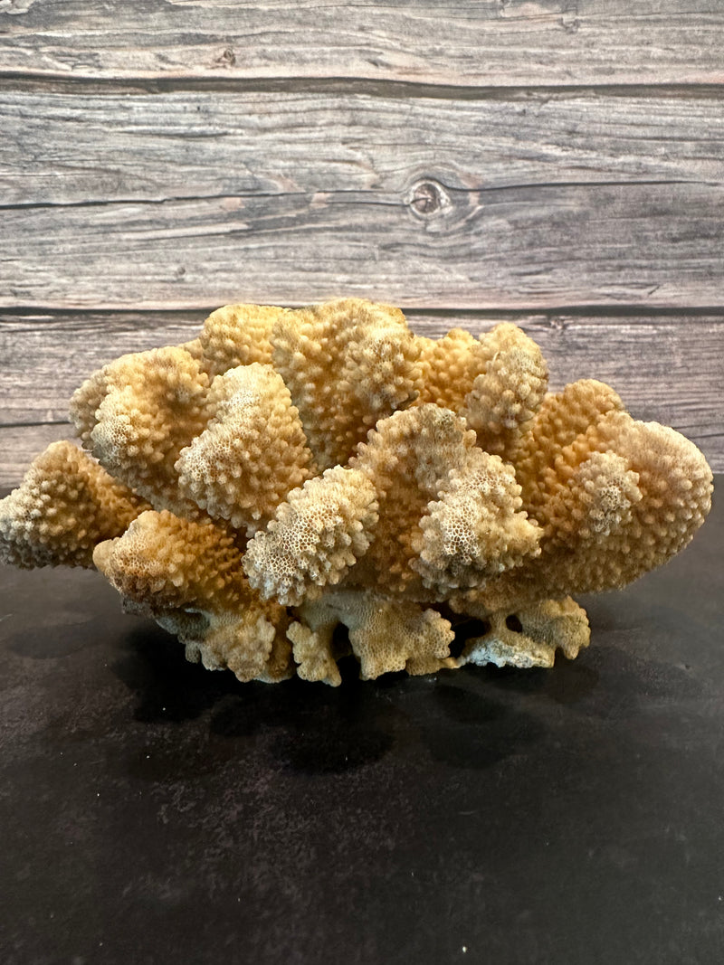 Cauliflower Coral (Natural) 9x7x4"