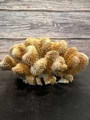 Cauliflower Coral (Natural) 9x7x4