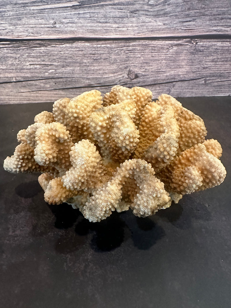 Cauliflower Coral (Natural) 9x7x4"