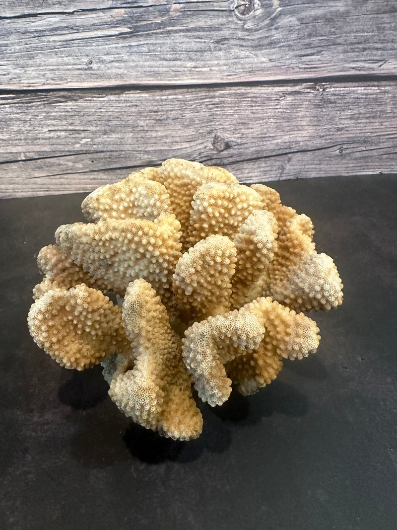 Cauliflower Coral (Natural) 9x7x4"