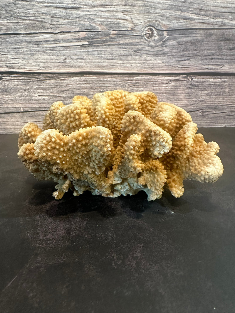 Cauliflower Coral (Natural) 9x7x4"