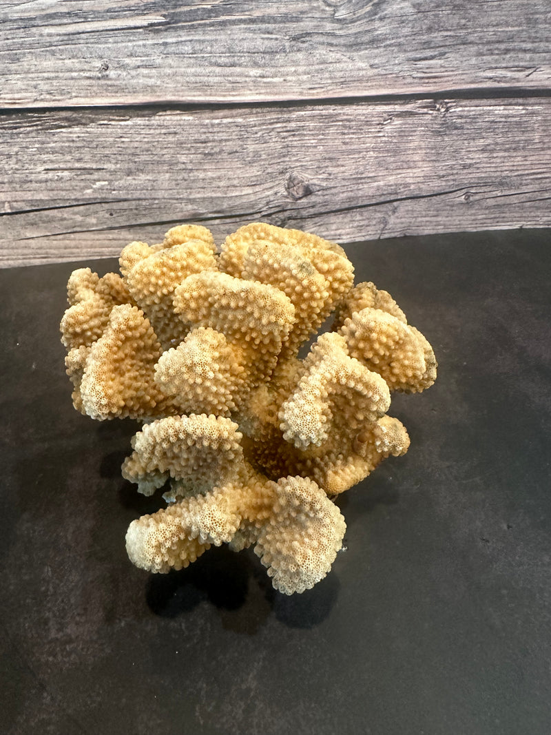 Cauliflower Coral (Natural) 9x7x4"