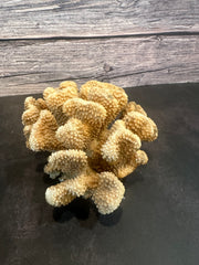 Cauliflower Coral (Natural) 9x7x4