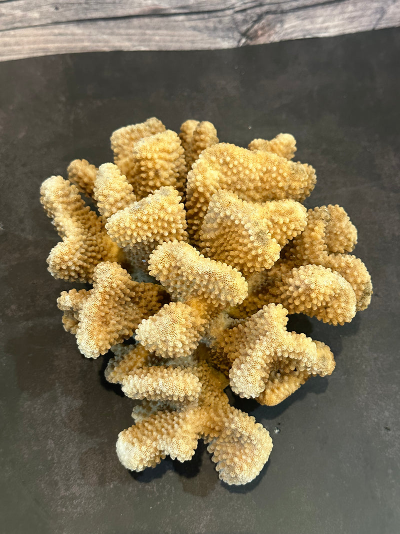 Cauliflower Coral (Natural) 9x7x4"