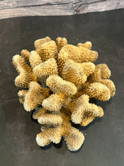 Cauliflower Coral (Natural) 9x7x4