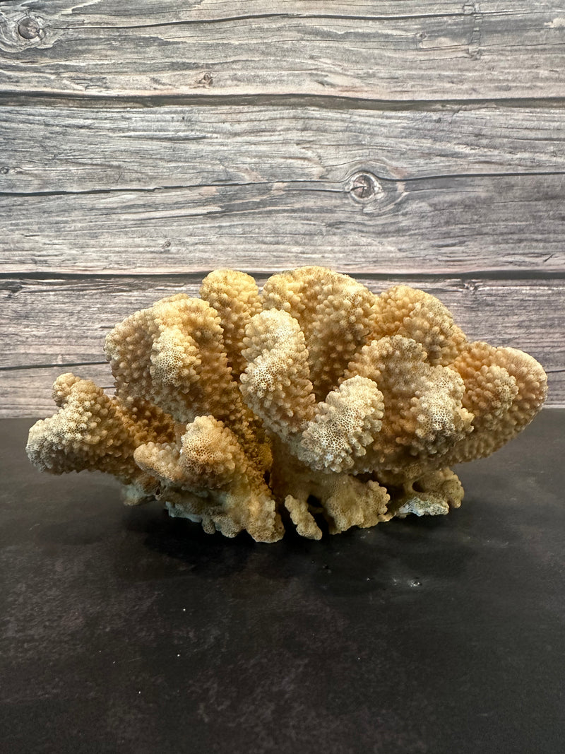 Cauliflower Coral (Natural) 9x7x4"