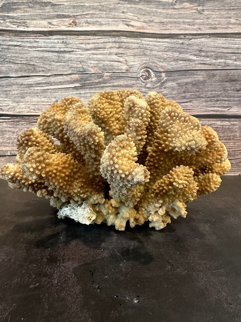 Cauliflower Coral (Natural) 10x8x6"