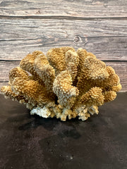 Cauliflower Coral (Natural) 10x8x6