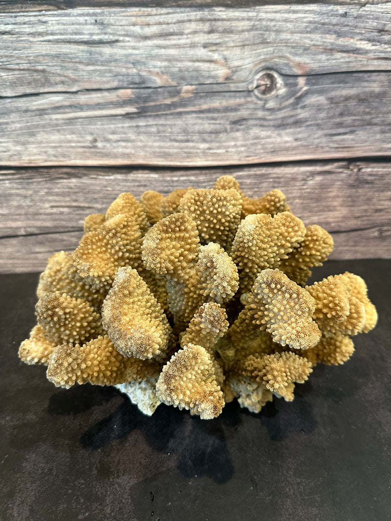 Cauliflower Coral (Natural) 10x8x6"