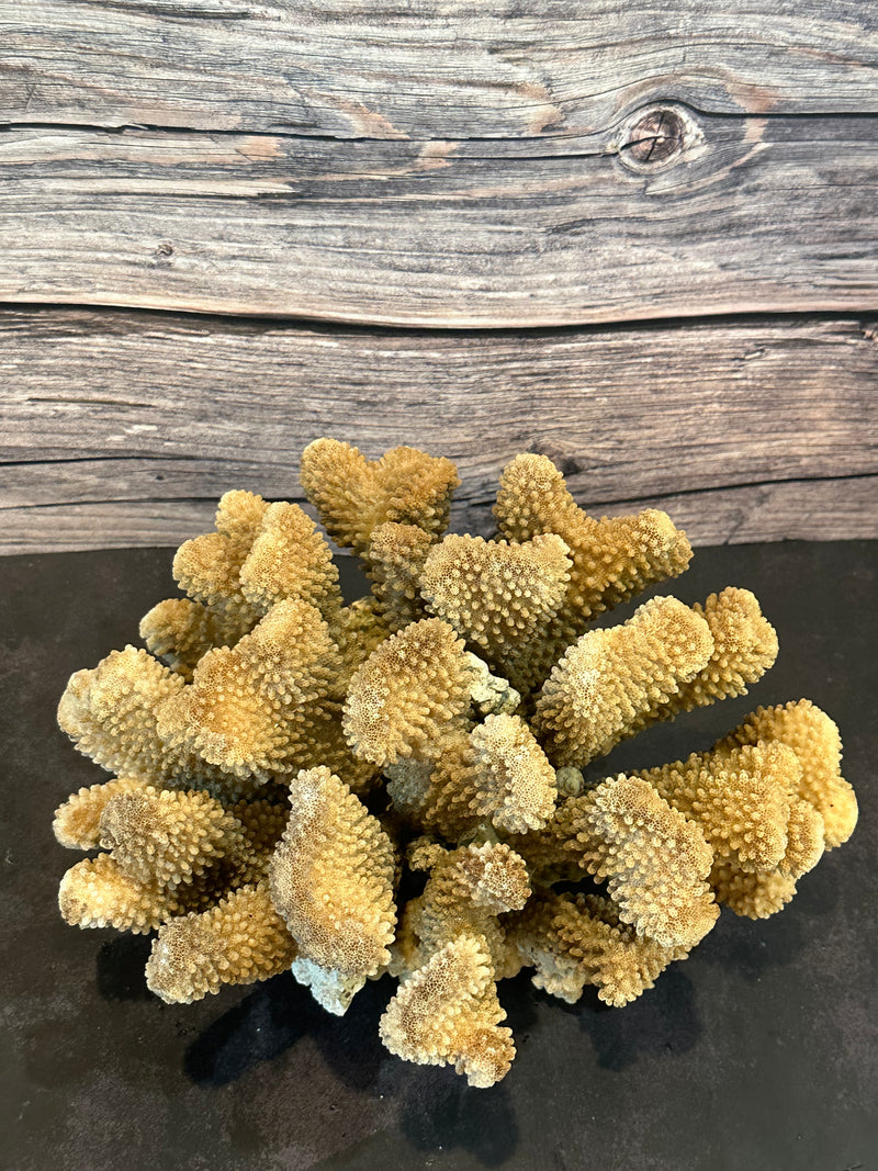 Cauliflower Coral (Natural) 10x8x6"