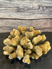 Cauliflower Coral (Natural) 10x8x6