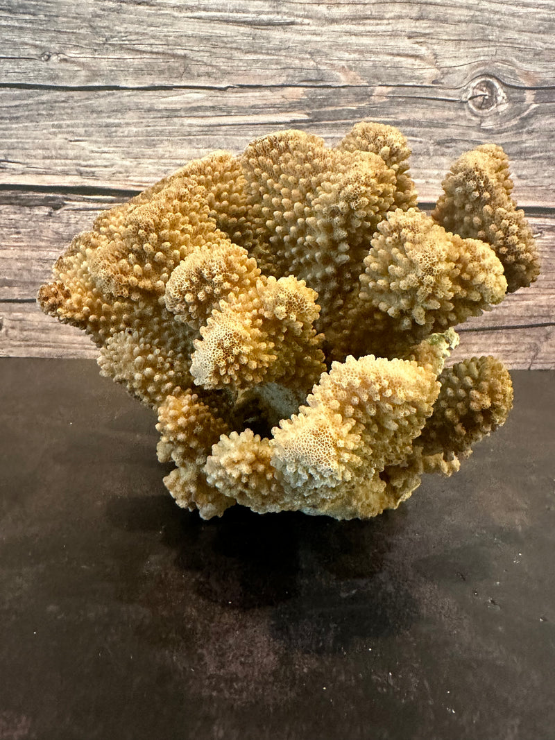 Cauliflower Coral (Natural) 10x8x6"