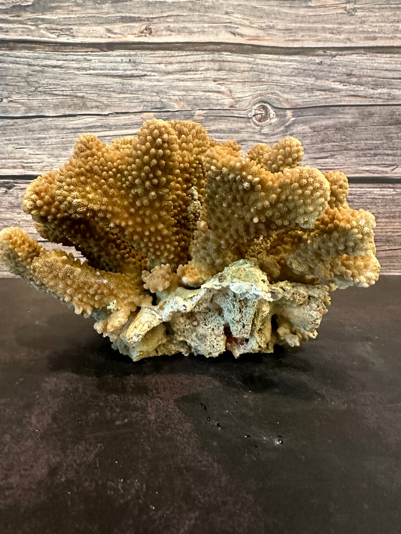 Cauliflower Coral (Natural) 10x8x6"