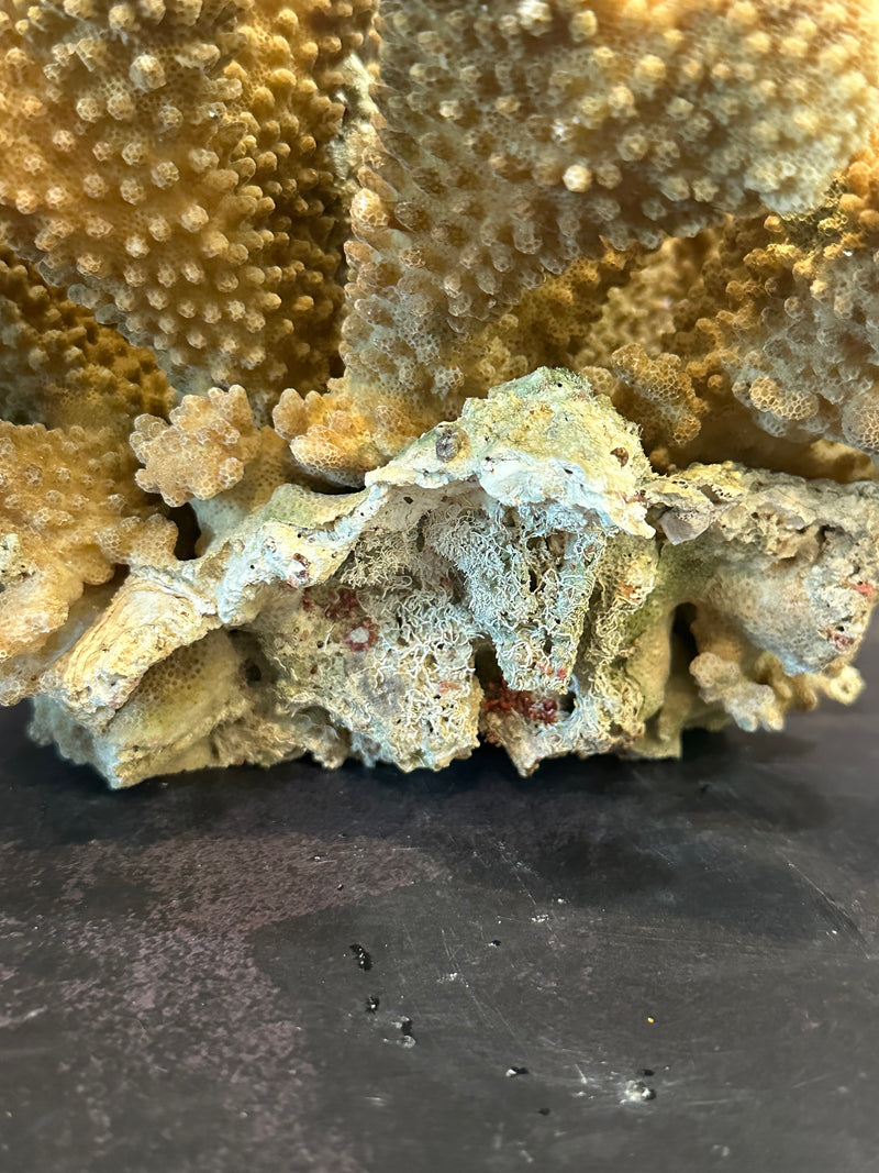 Cauliflower Coral (Natural) 10x8x6"