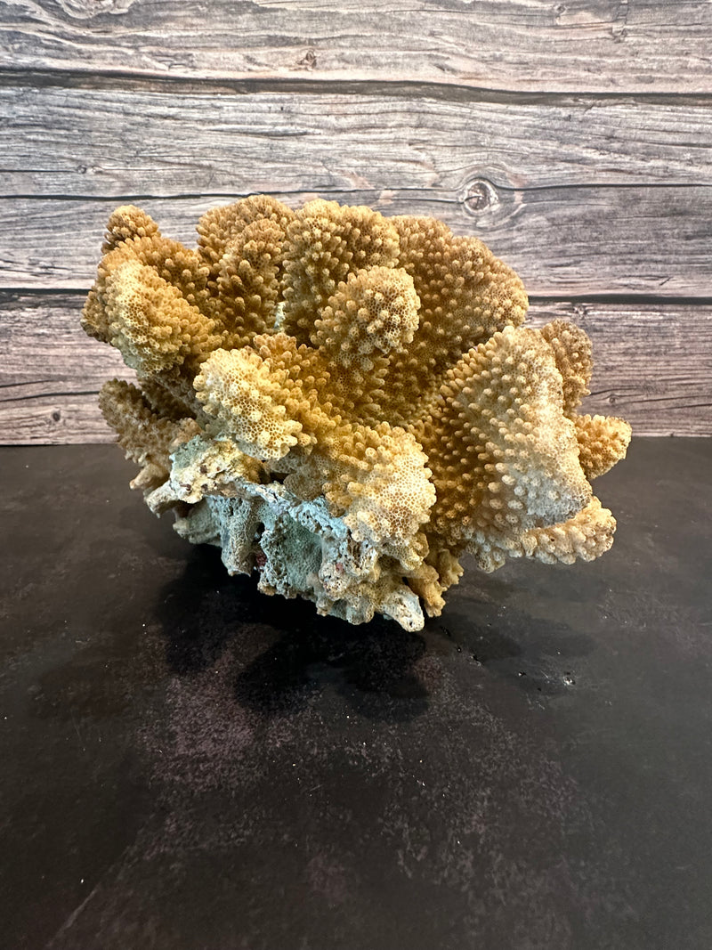 Cauliflower Coral (Natural) 10x8x6"