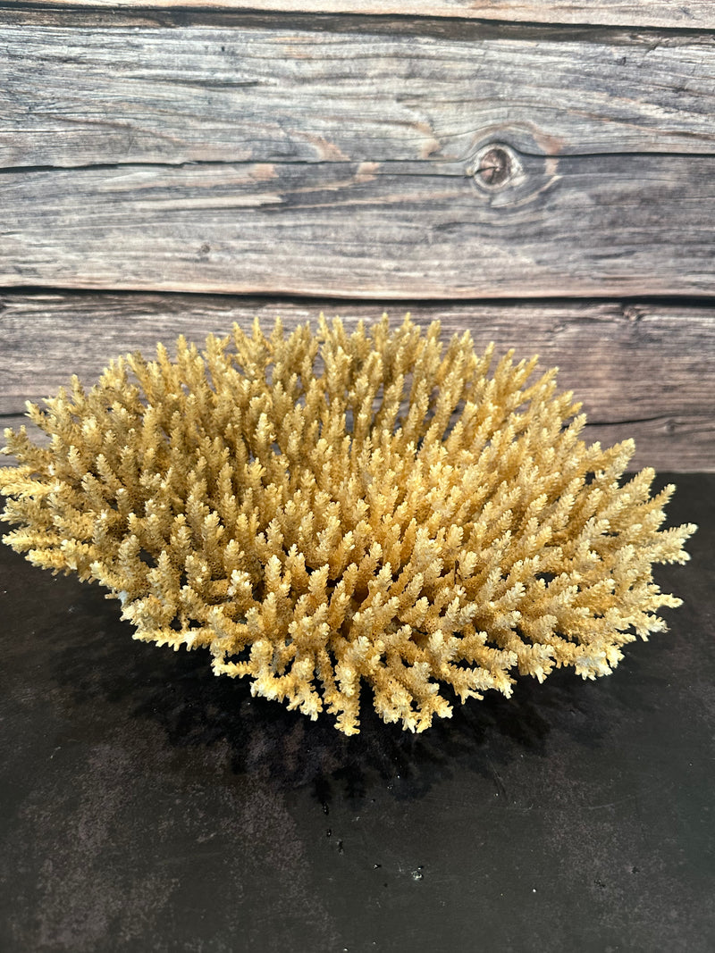 Table Coral (Natural) 12x10x5"