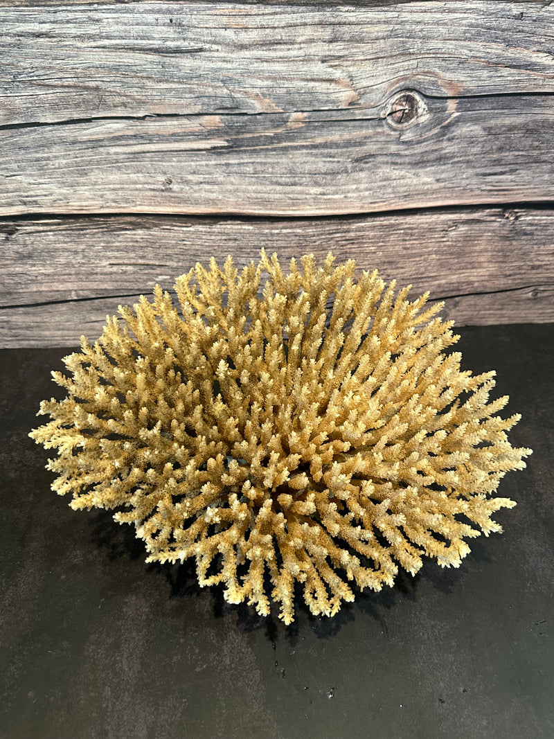 Table Coral (Natural) 12x10x5"