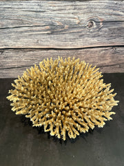 Table Coral (Natural) 12x10x5