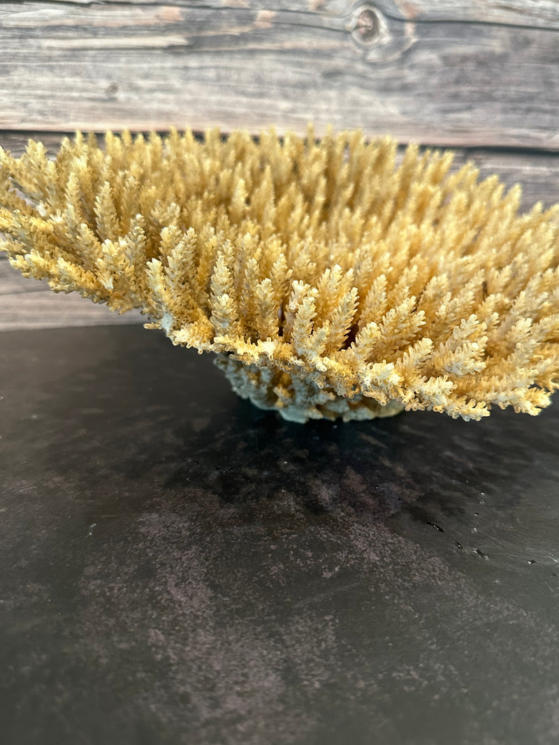 Table Coral (Natural) 12x10x5"