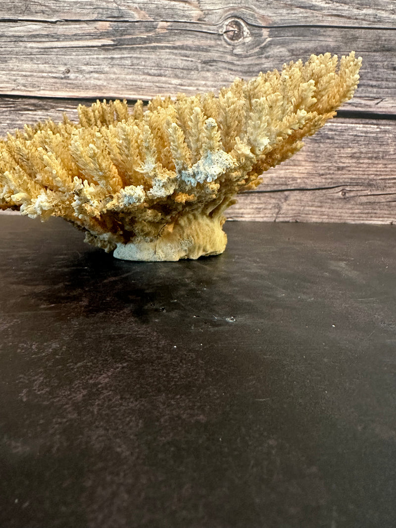 Table Coral (Natural) 12x10x5"