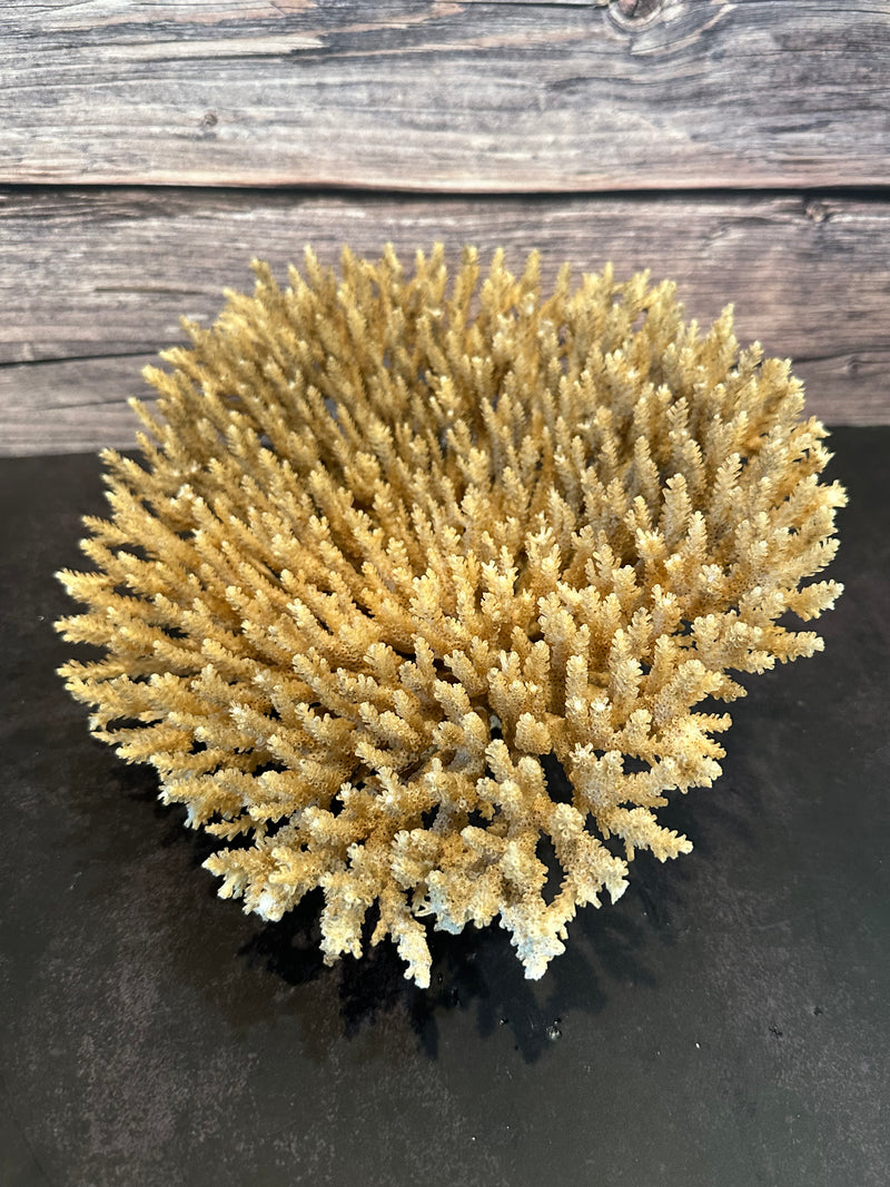 Table Coral (Natural) 12x10x5"