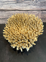 Table Coral (Natural) 12x10x5