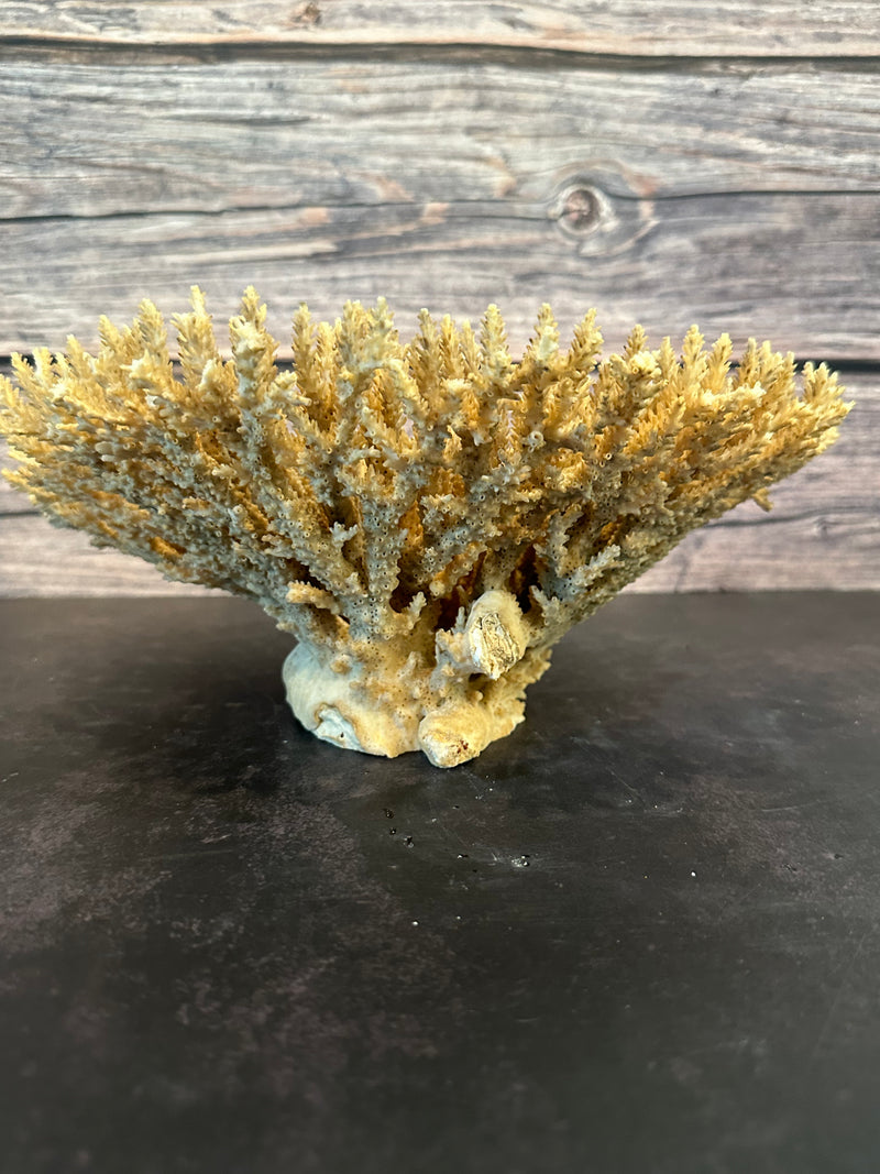 Table Coral (Natural) 12x10x5"