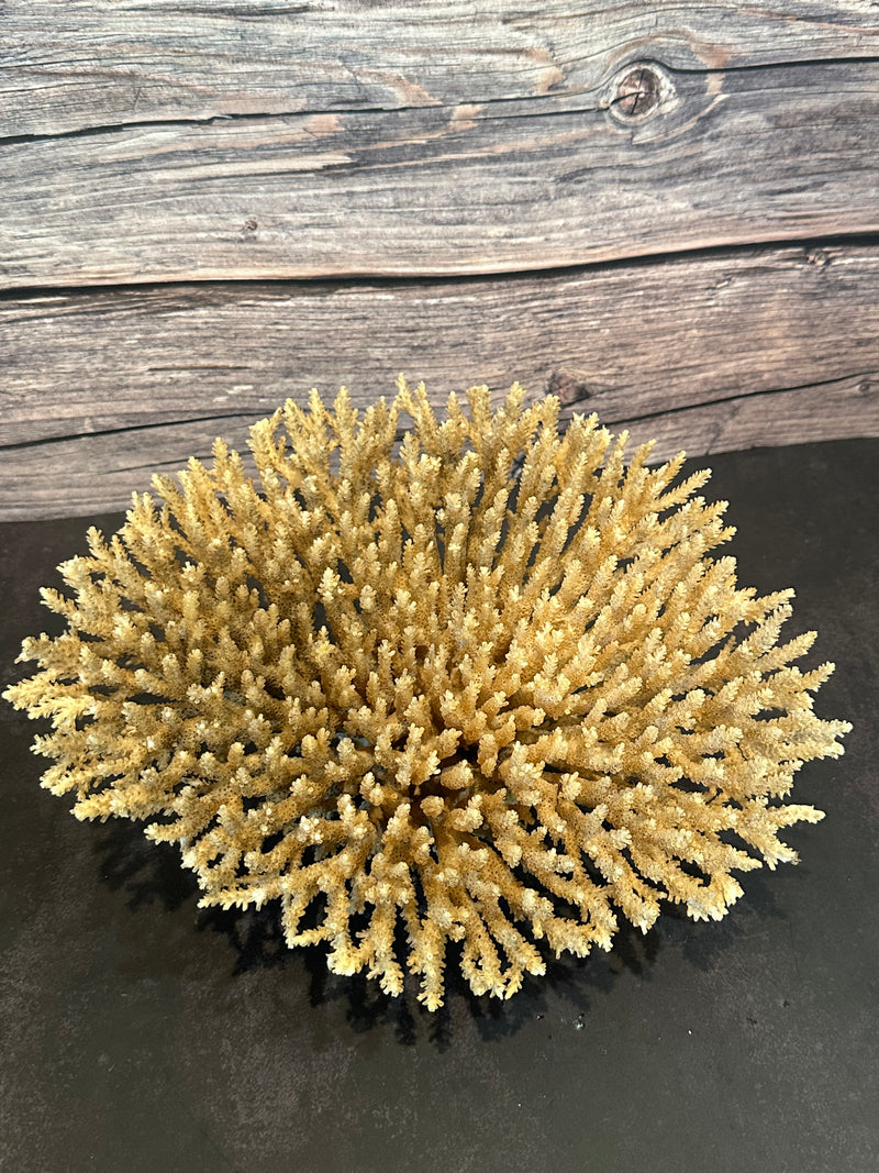 Table Coral (Natural) 12x10x5"