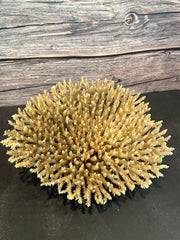 Table Coral (Natural) 12x10x5