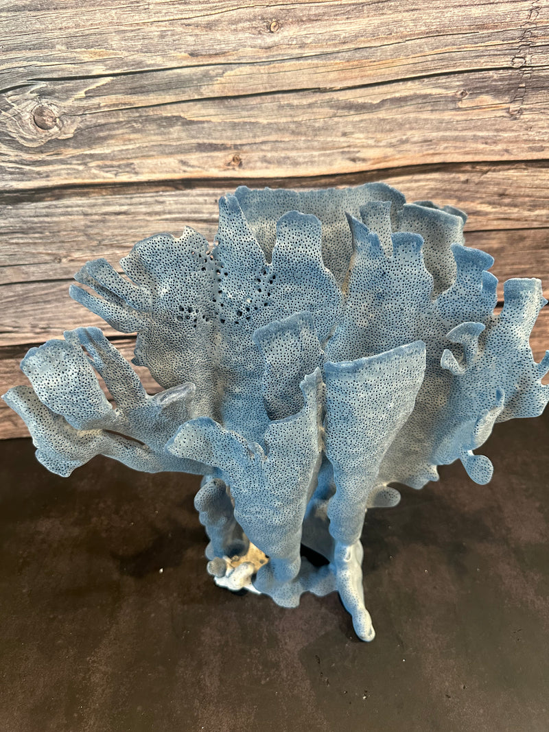 Blue Coral 15x10x12"