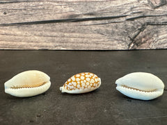 Sieve Cowrie 3/4