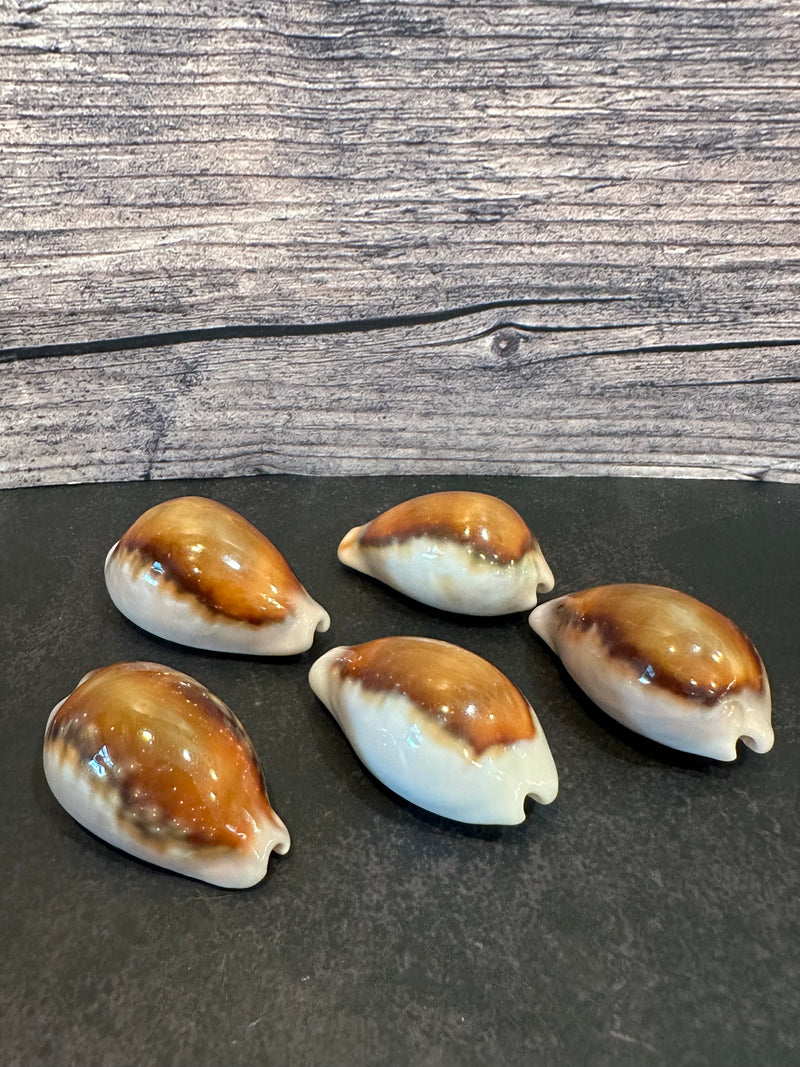 Chestnut Cowry Chestnut Cowrie Shell 35mm+ - Glossy Coastal Decor & Crafts | Loving ...