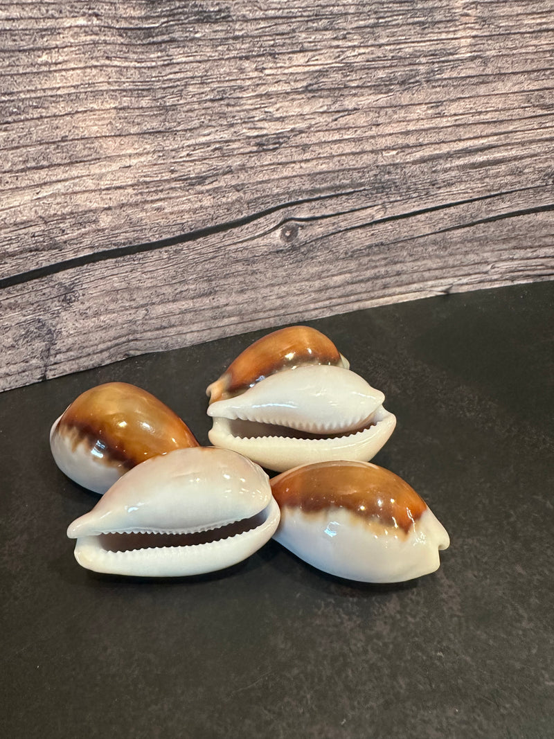 Chestnut Cowry Chestnut Cowrie Shell 35mm+ - Glossy Coastal Decor & Crafts | Loving ...