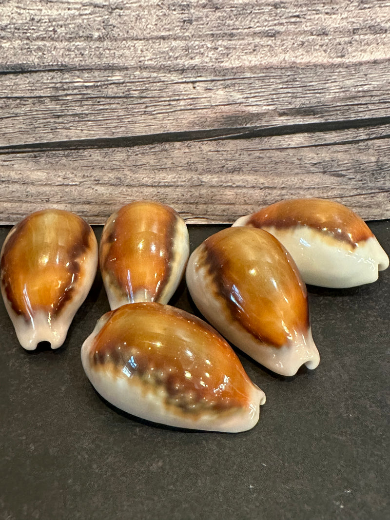 Chestnut Cowry Chestnut Cowrie Shell 35mm+ - Glossy Coastal Decor & Crafts | Loving ...