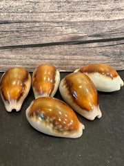 Chestnut Cowrie 35mm+