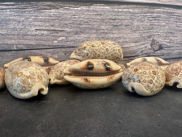 100 Eyed Cowrie – Arestorides (Cypraea) argus