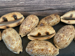 100 Eyed Cowrie