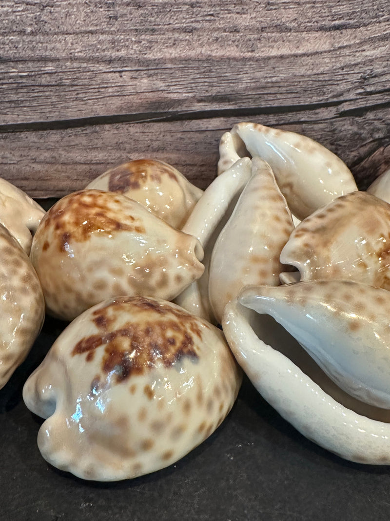 Teulere's Cowrie