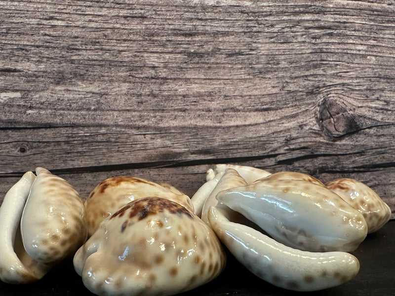 Teulere's Cowrie