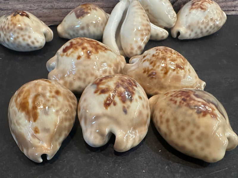 Teulere's Cowrie