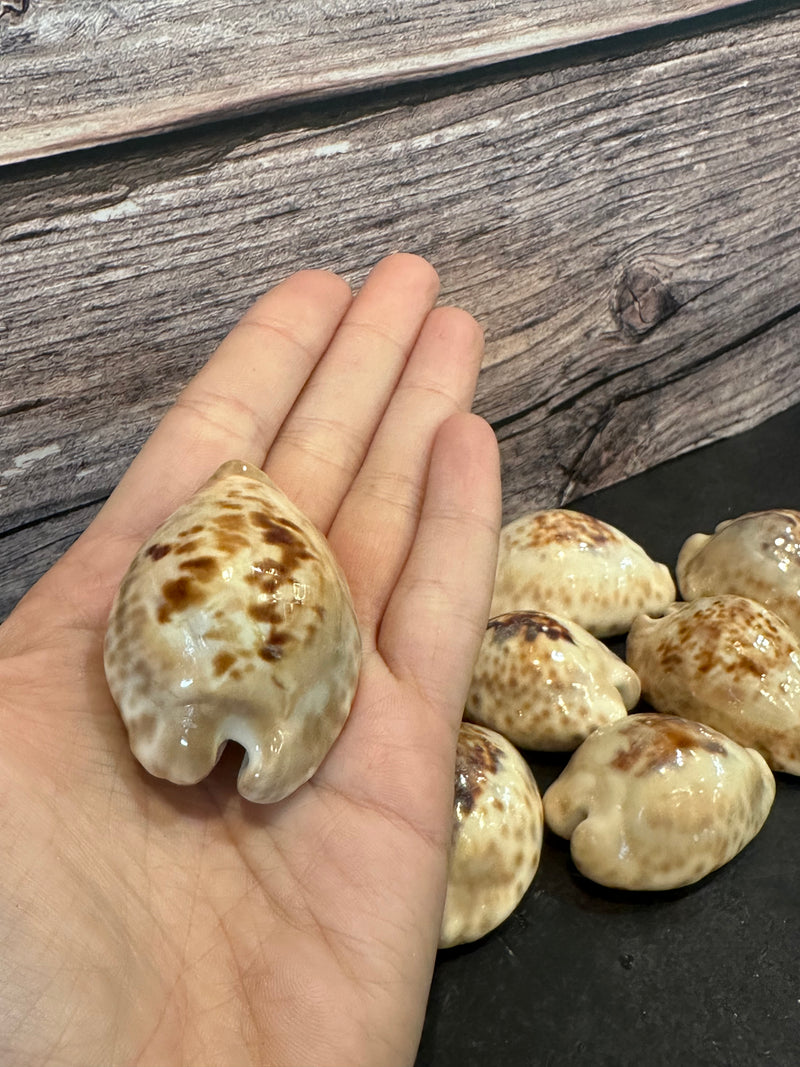 Teulere's Cowrie