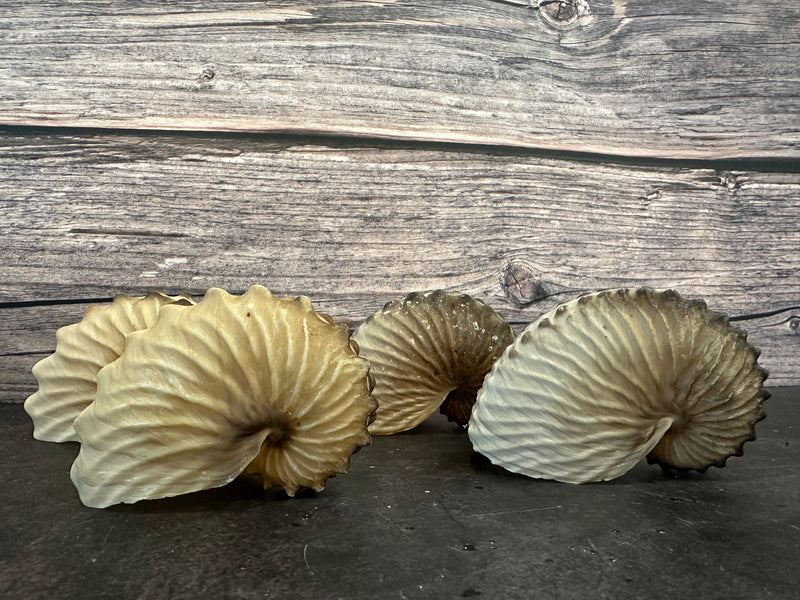 Brown Paper Nautilus