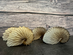 Brown Paper Nautilus