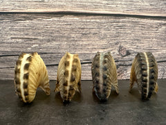 Brown Paper Nautilus