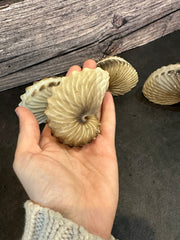 Brown Paper Nautilus