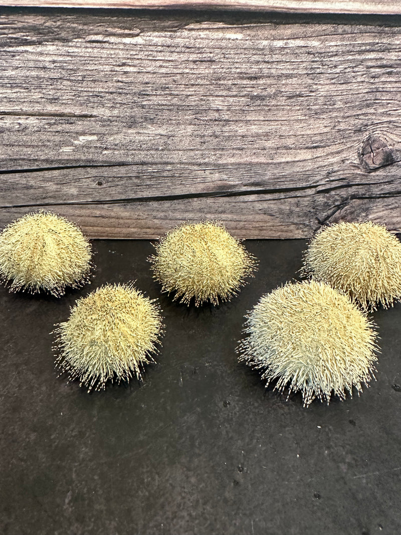 Green Ball Urchin With Spines 2"+