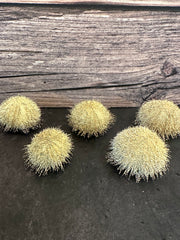 Green Ball Urchin With Spines 2