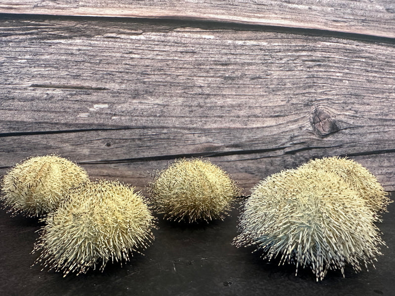 Green Ball Urchin With Spines 2"+