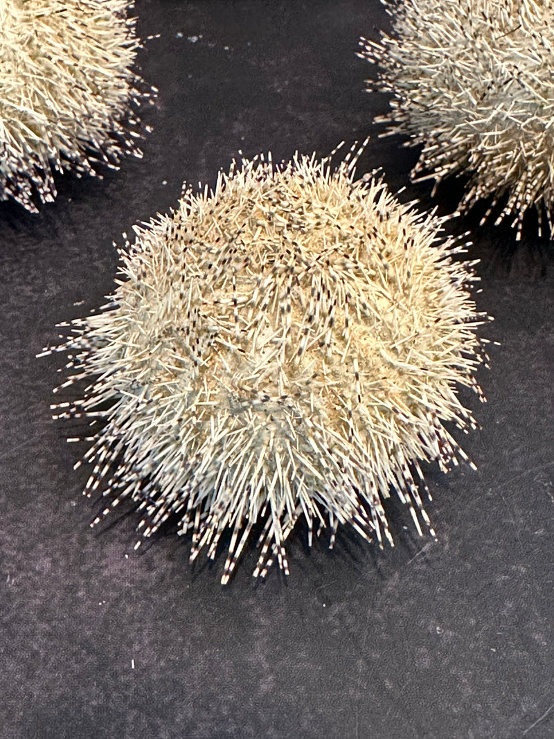 Green Ball Urchin With Spines 2"+